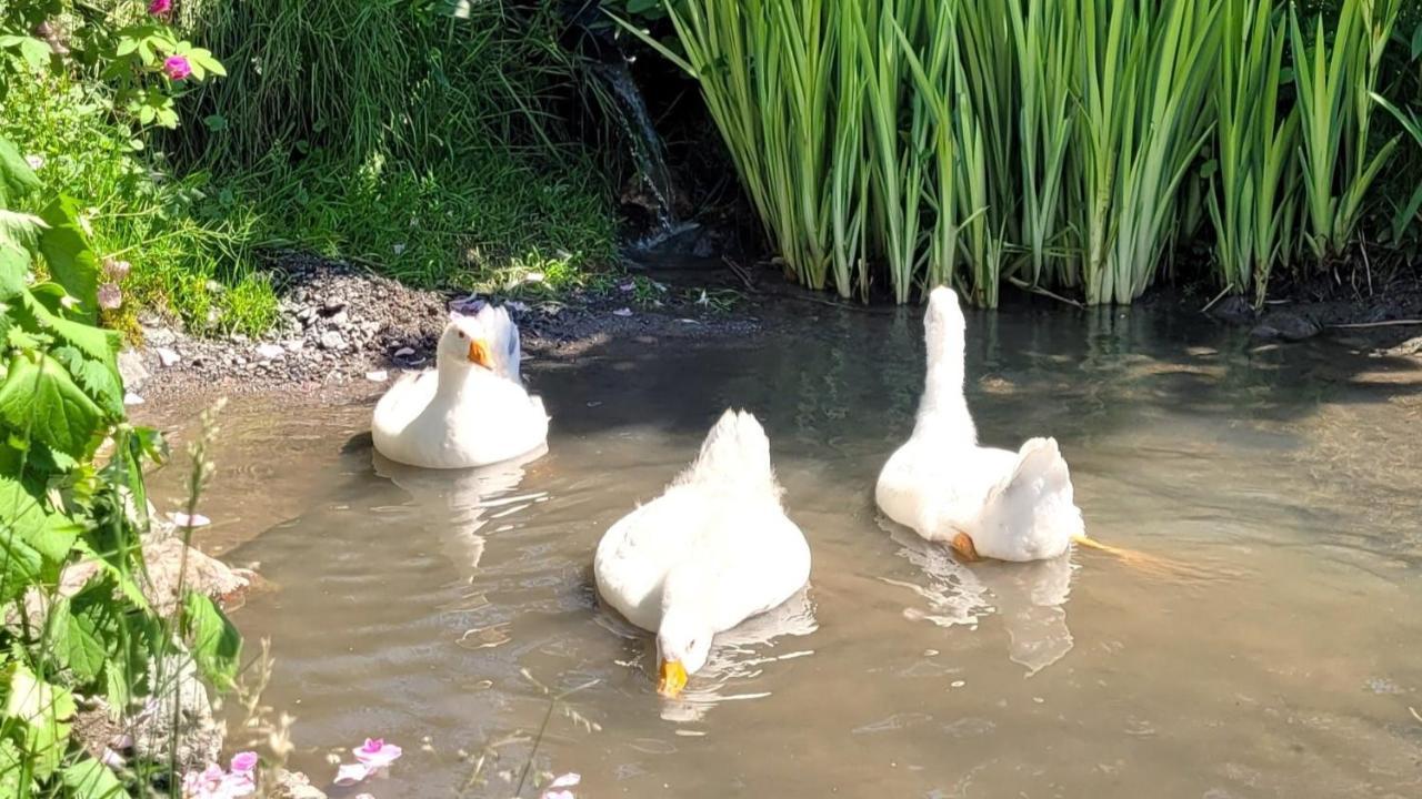 La Vieille Ferme, Ecogite Saint-Fulgence Ngoại thất bức ảnh
