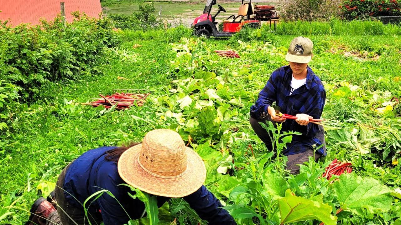 La Vieille Ferme, Ecogite Saint-Fulgence Ngoại thất bức ảnh