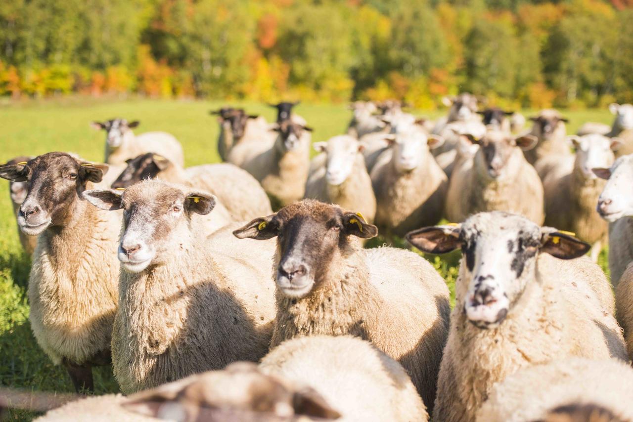 La Vieille Ferme, Ecogite Saint-Fulgence Ngoại thất bức ảnh