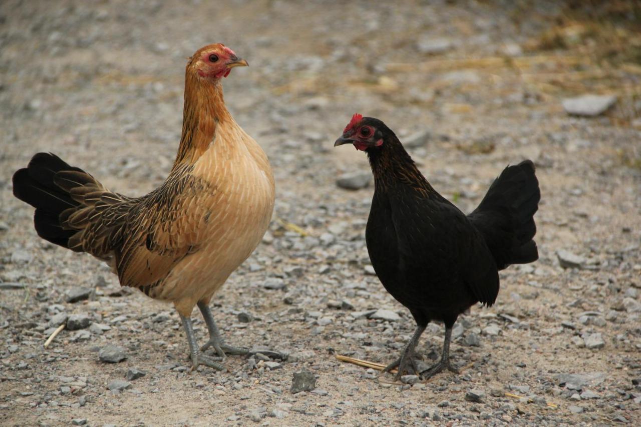 La Vieille Ferme, Ecogite Saint-Fulgence Ngoại thất bức ảnh