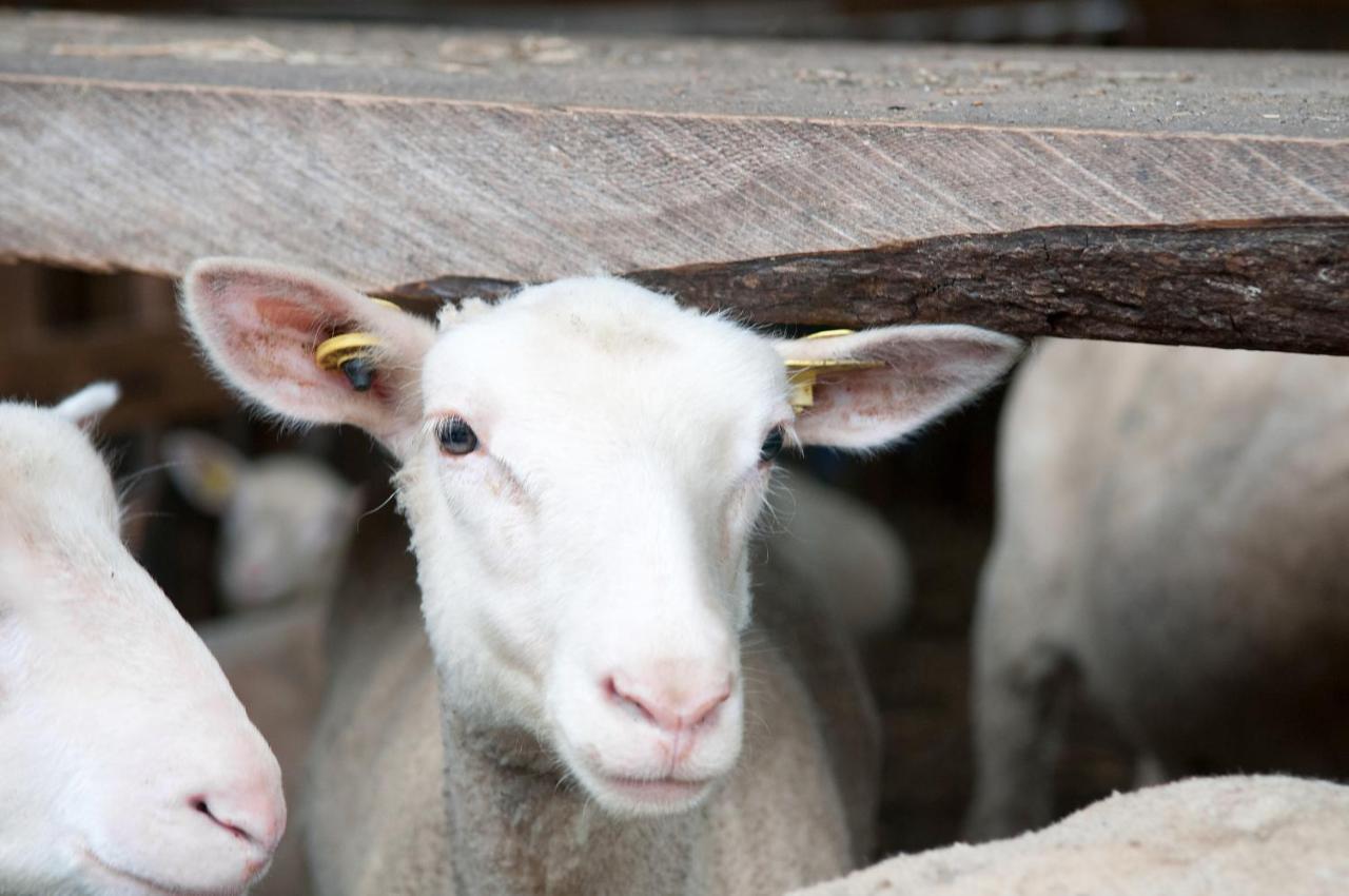 La Vieille Ferme, Ecogite Saint-Fulgence Ngoại thất bức ảnh